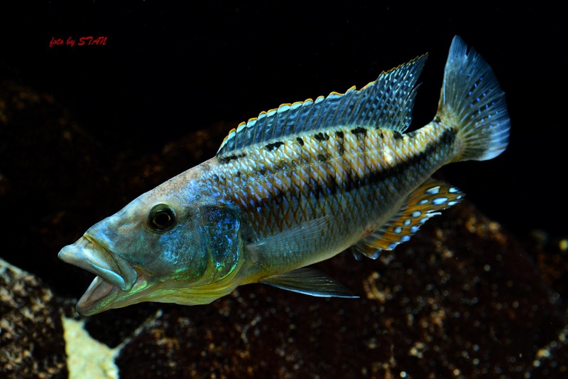 Tyrannochromis maculiceps